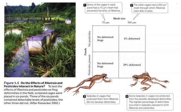 Insecticida y parásito