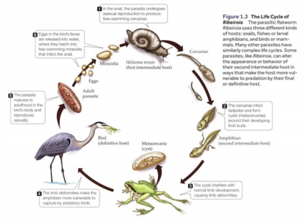 Deformidades de los anfibios